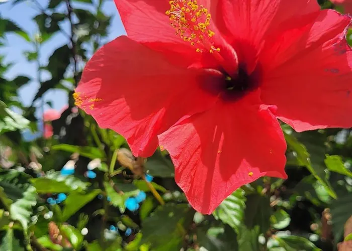 Atlantic View Tenerife South *