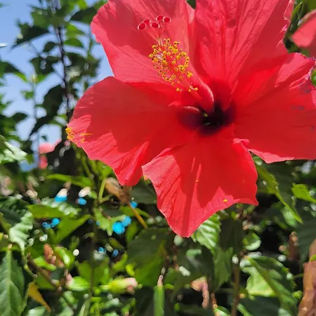 Atlantic View Tenerife South *