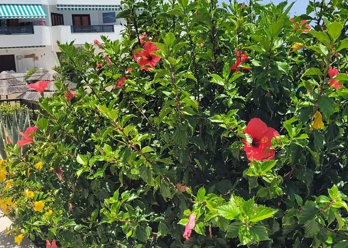 Atlantic View Tenerife South